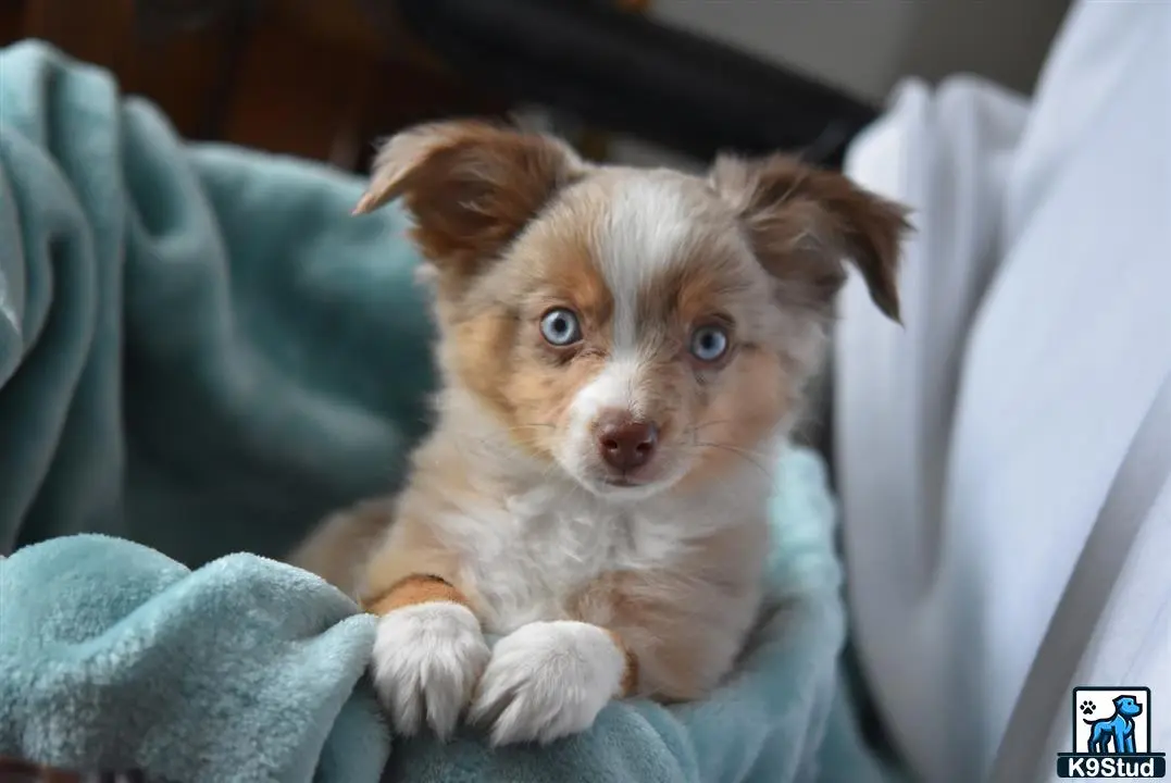 Australian Shepherd puppy for sale