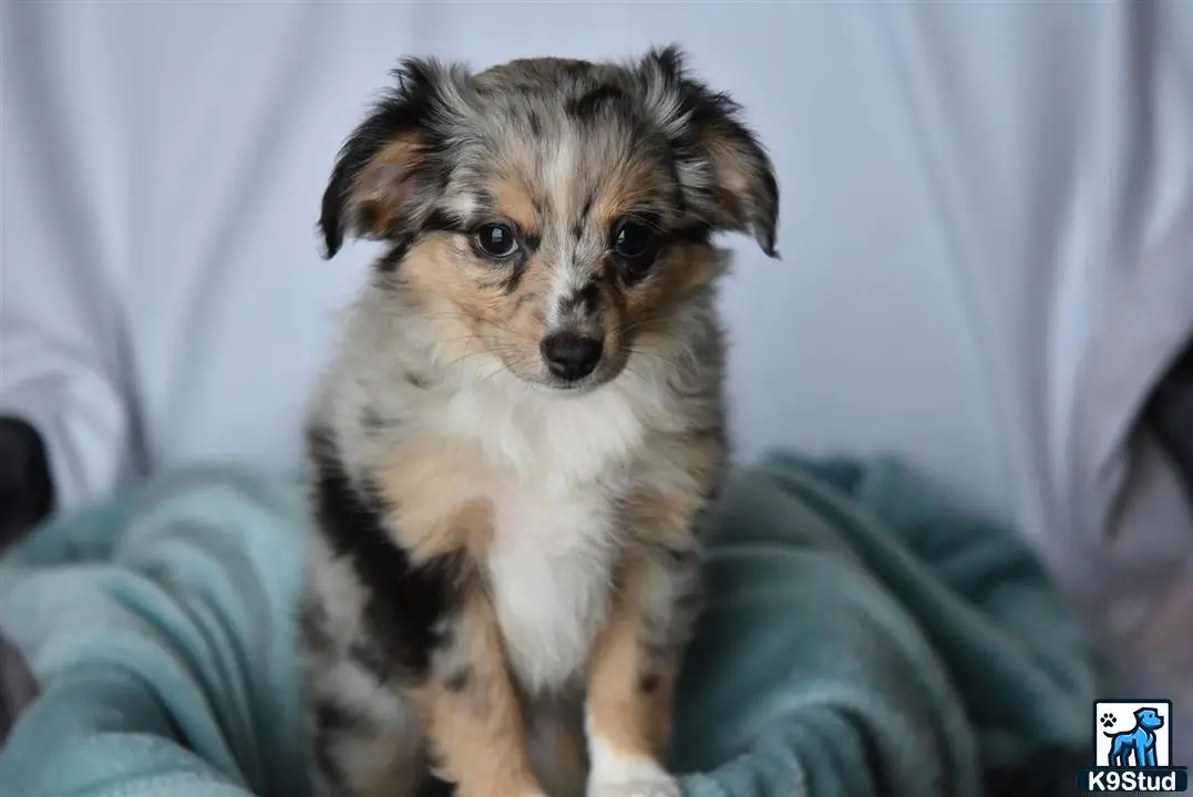 Australian Shepherd puppy for sale