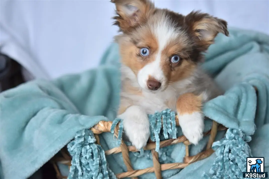 Australian Shepherd puppy for sale