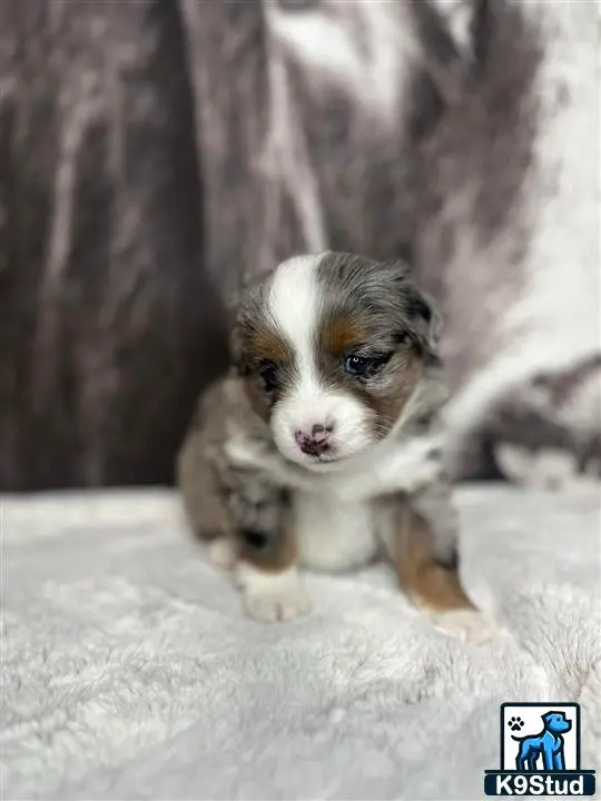 Miniature Australian Shepherd puppy for sale