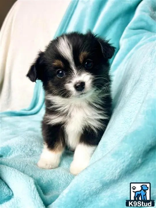 Australian Shepherd puppy for sale