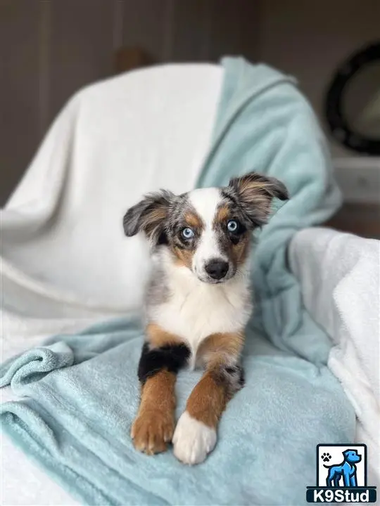 Australian Shepherd puppy for sale