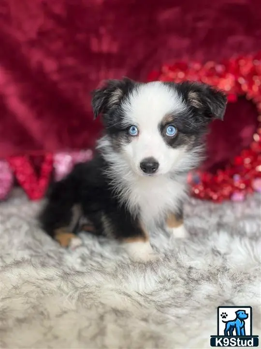 Australian Shepherd puppy for sale