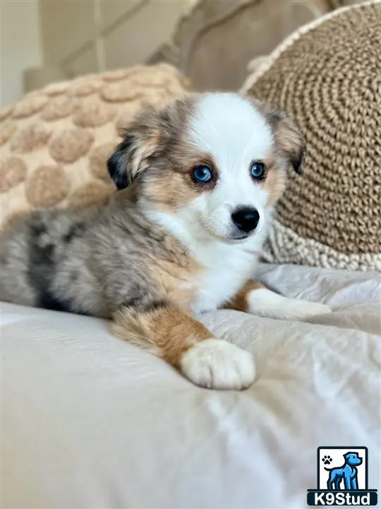 Australian Shepherd puppy for sale