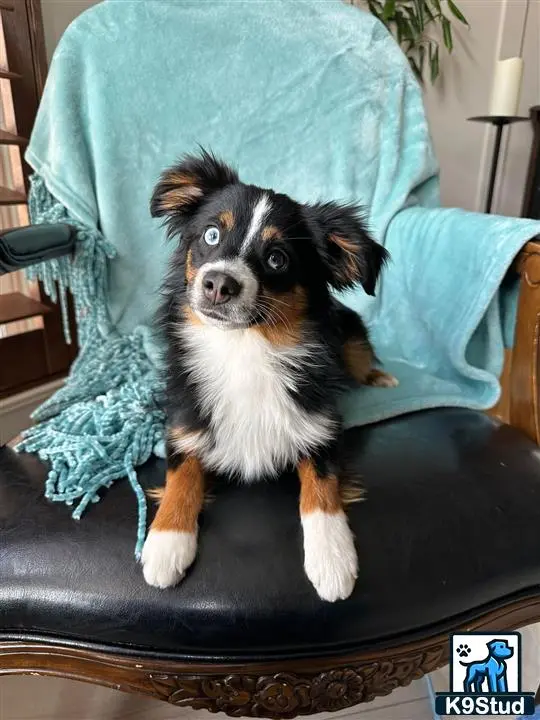 Australian Shepherd puppy for sale