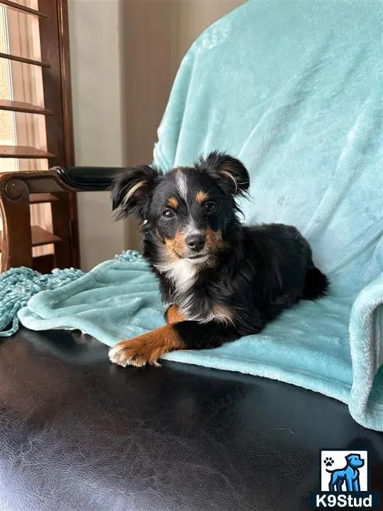 Australian Shepherd puppy for sale