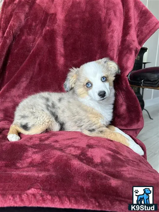 Australian Shepherd puppy for sale