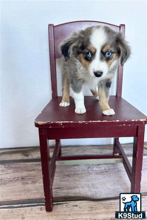 a australian shepherd dog sitting on a chair