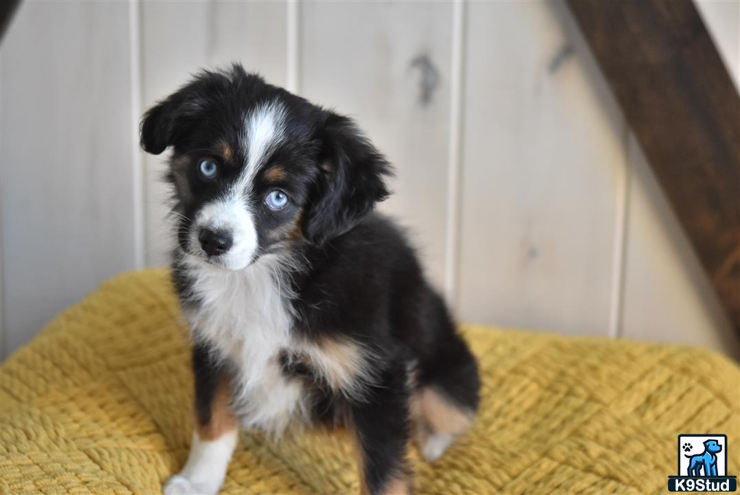 a australian shepherd dog sitting on a couch