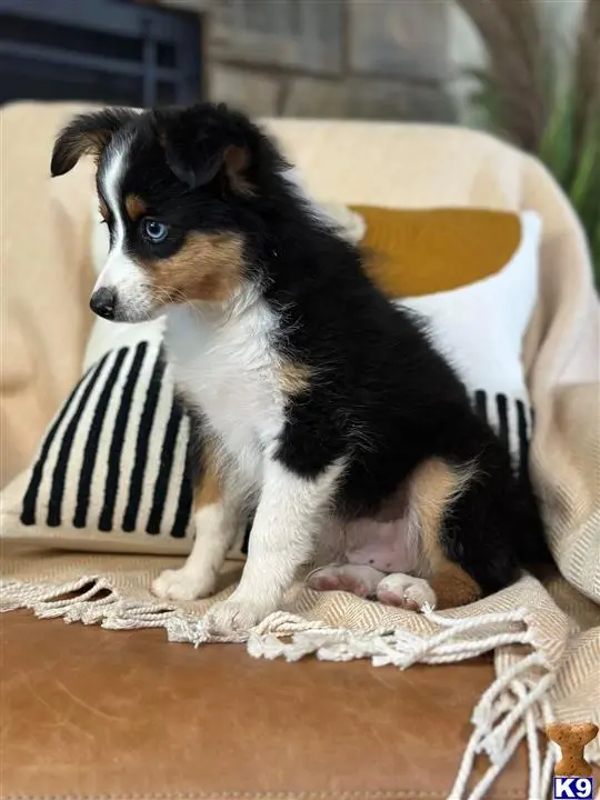 Australian Shepherd puppy for sale