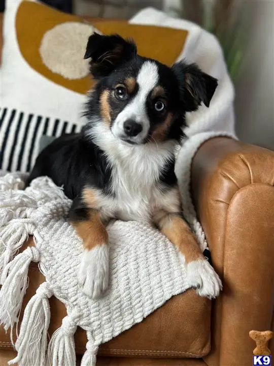 Australian Shepherd puppy for sale