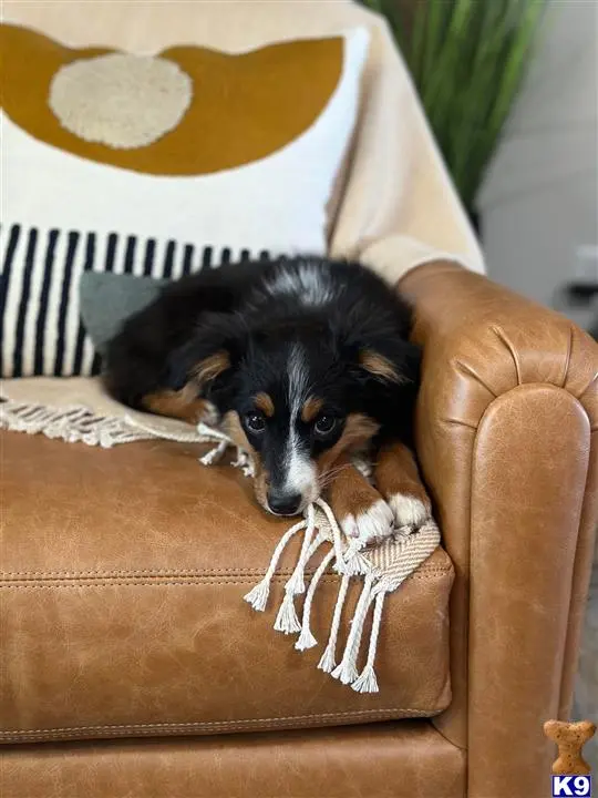 Australian Shepherd puppy for sale