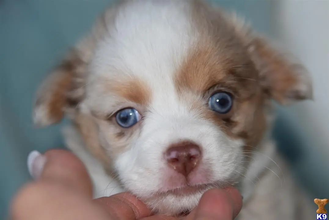 Australian Shepherd puppy for sale