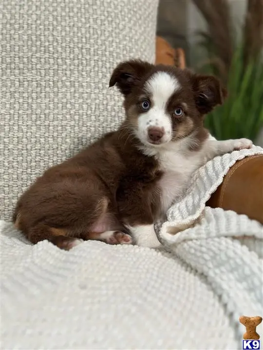 Australian Shepherd puppy for sale