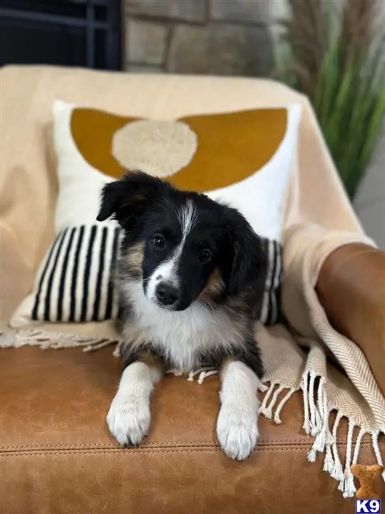 Australian Shepherd puppy for sale