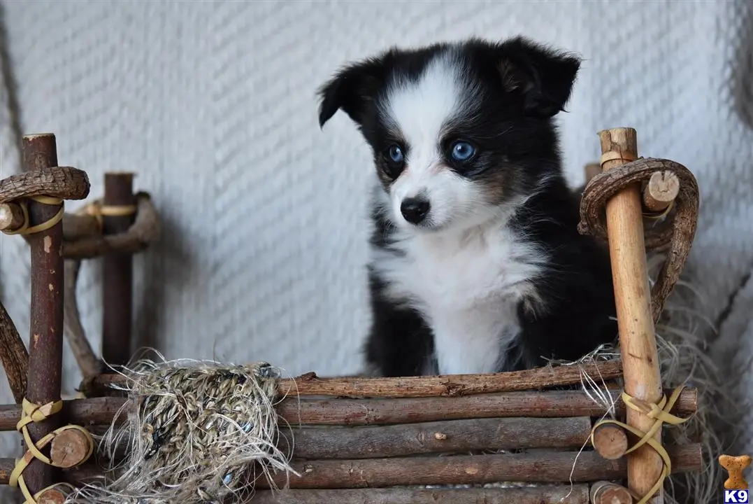 Australian Shepherd puppy for sale