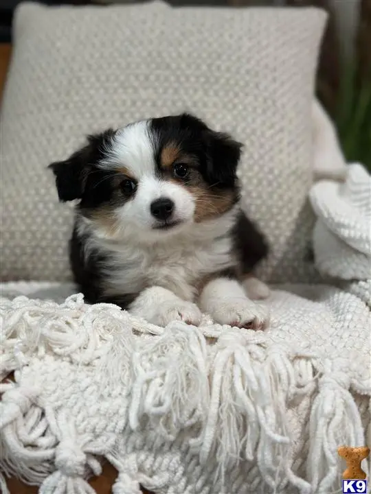 Australian Shepherd puppy for sale