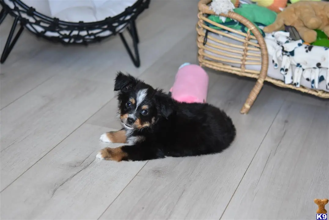 Australian Shepherd puppy for sale