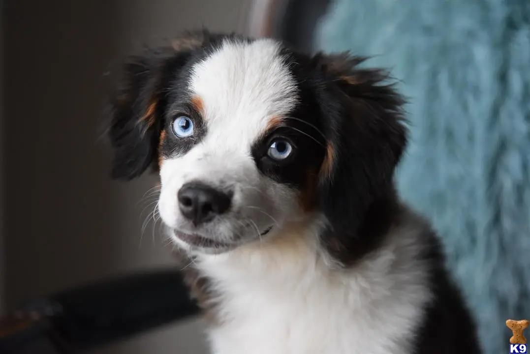 Australian Shepherd puppy for sale