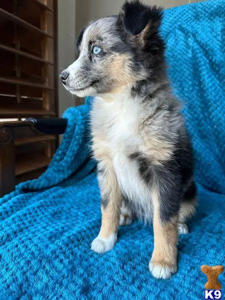 Australian Shepherd puppy for sale