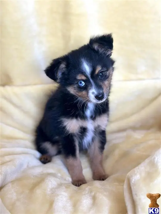 Australian Shepherd puppy for sale