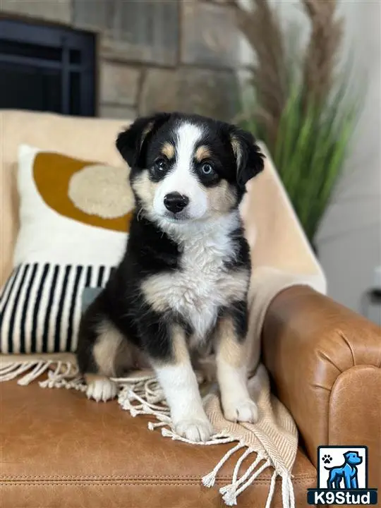 Australian Shepherd puppy for sale