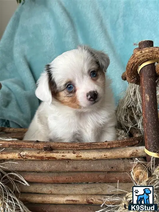 Australian Shepherd puppy for sale