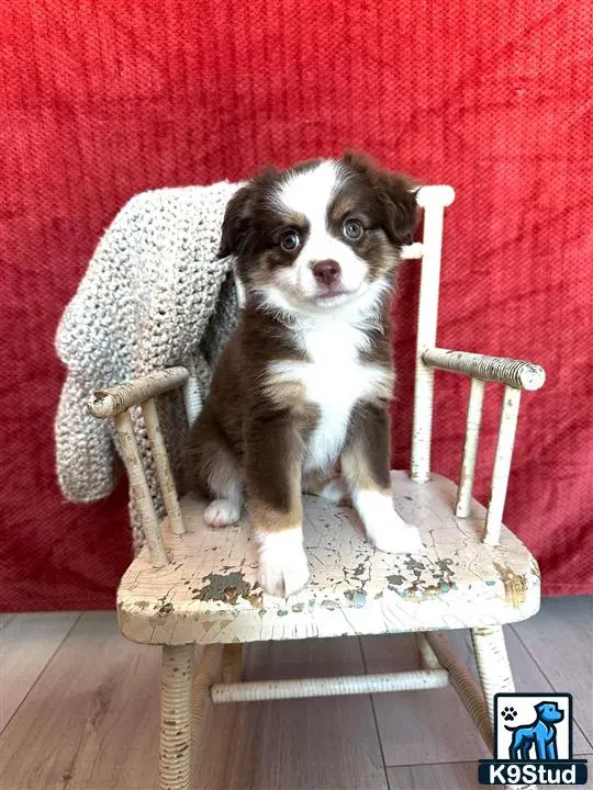 Australian Shepherd puppy for sale