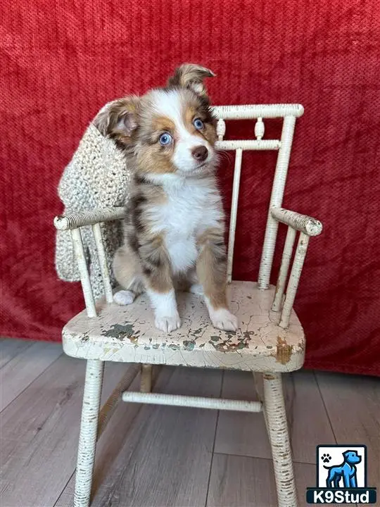 Australian Shepherd puppy for sale