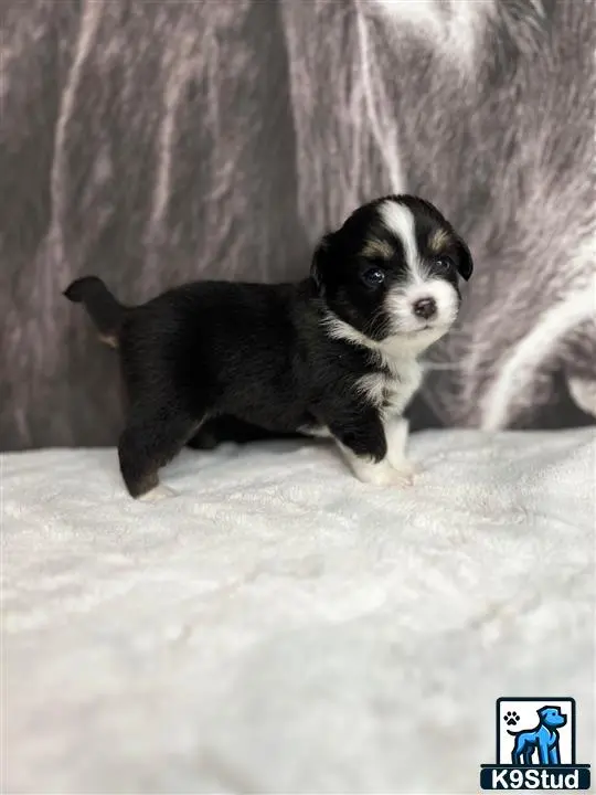 Australian Shepherd puppy for sale