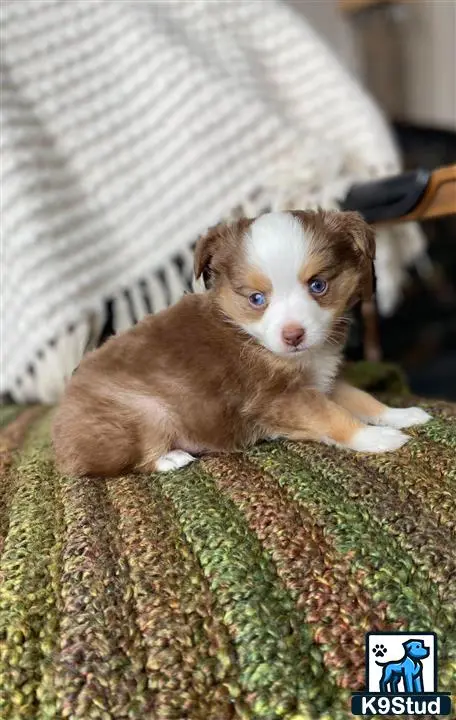 Australian Shepherd puppy for sale