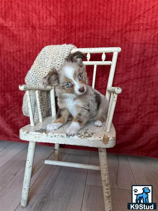 Australian Shepherd puppy for sale