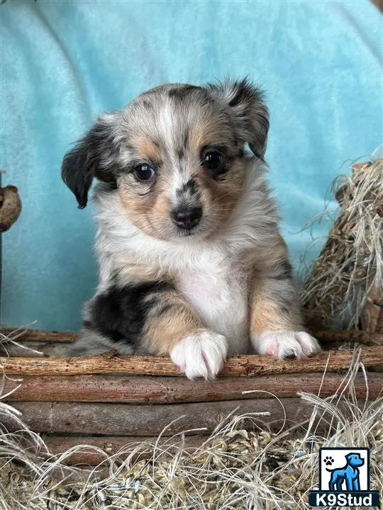 Australian Shepherd puppy for sale