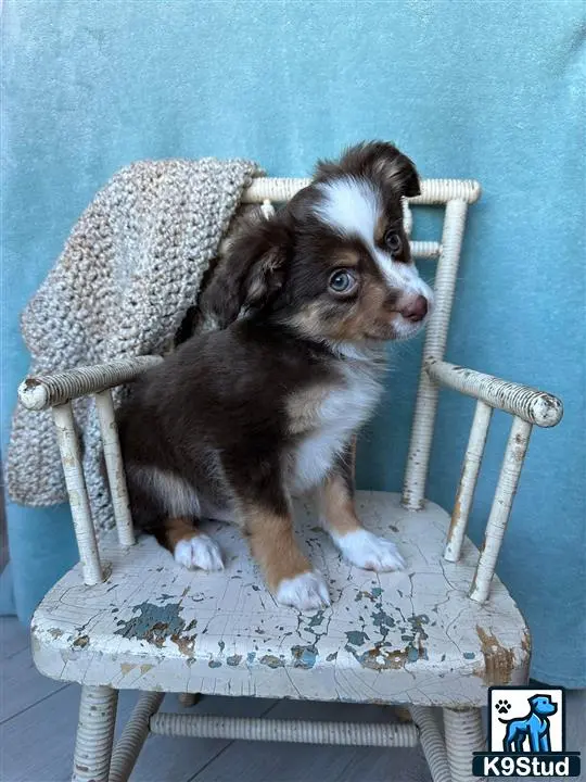 Australian Shepherd puppy for sale