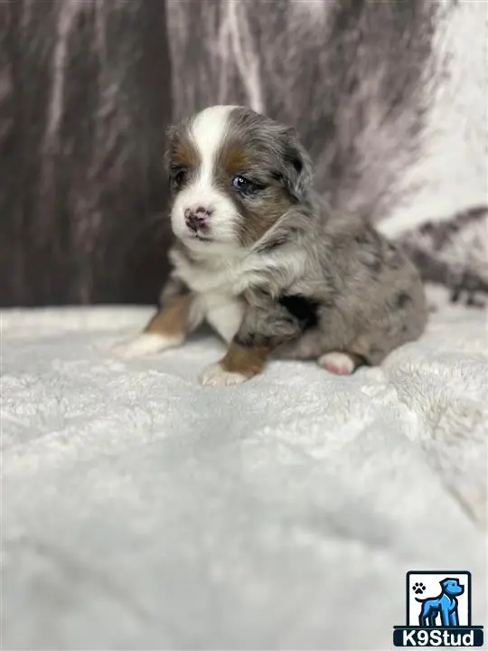 Miniature Australian Shepherd puppy for sale