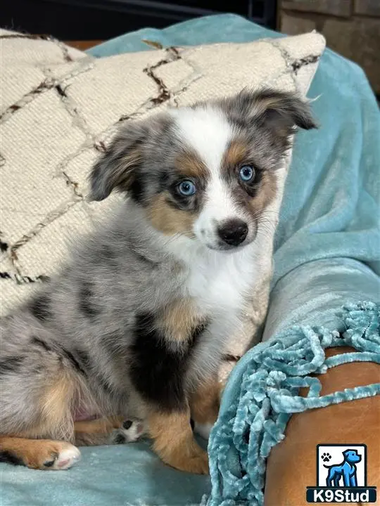 Australian Shepherd puppy for sale