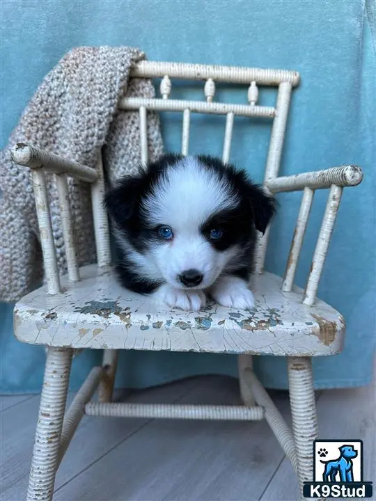 Australian Shepherd puppy for sale