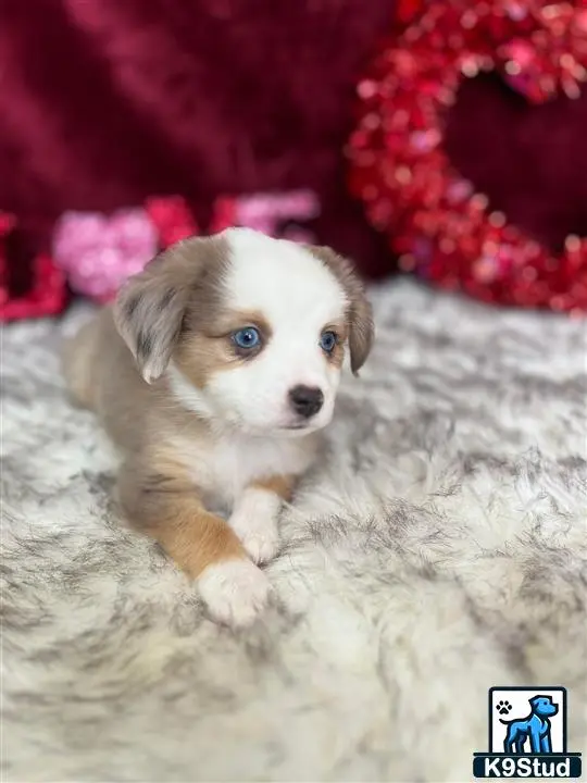 Australian Shepherd puppy for sale