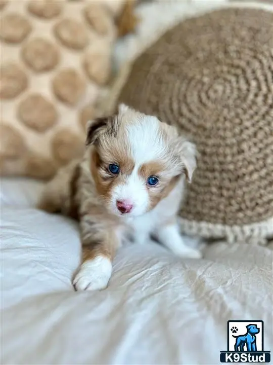 Australian Shepherd puppy for sale