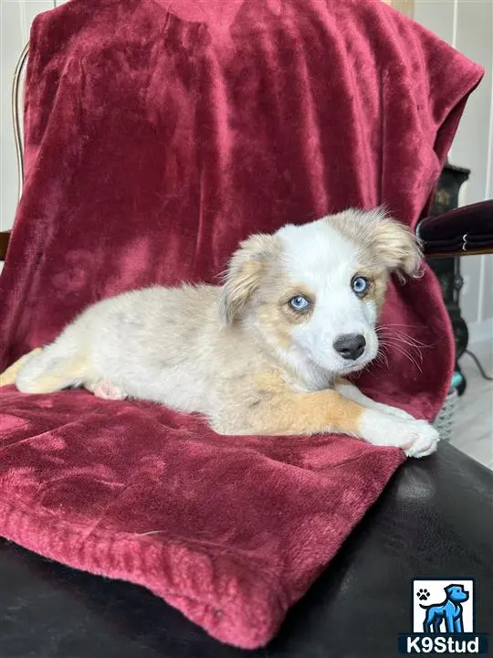 Australian Shepherd puppy for sale