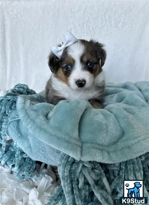 Australian Shepherd puppy for sale