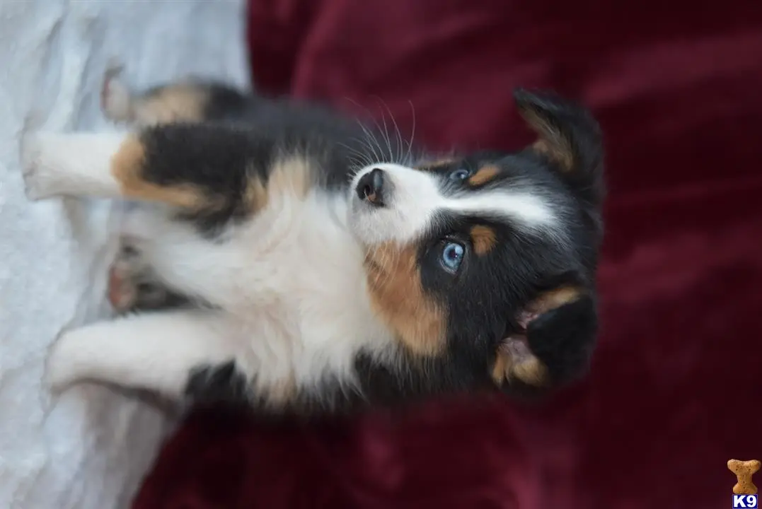 Australian Shepherd puppy for sale