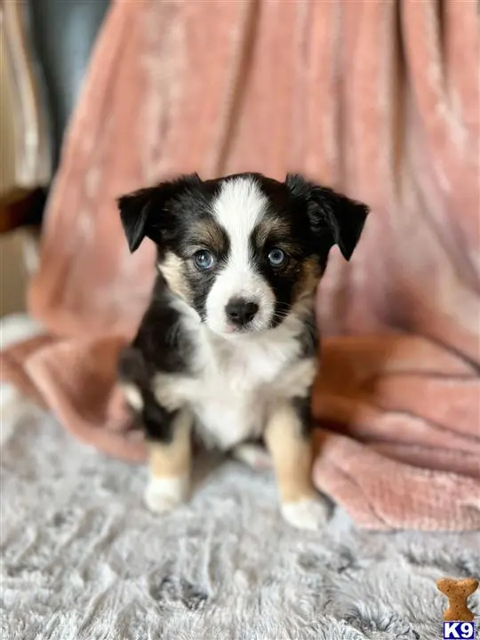 Australian Shepherd puppy for sale