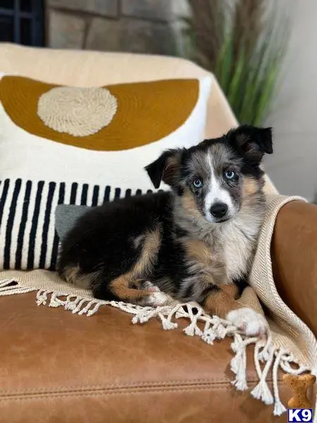 Australian Shepherd puppy for sale