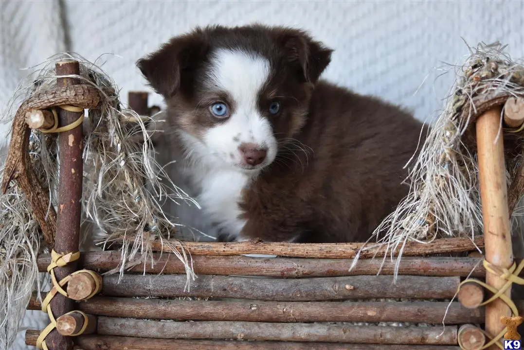 Australian Shepherd puppy for sale