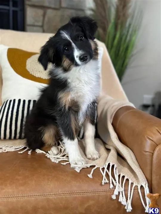 Australian Shepherd puppy for sale