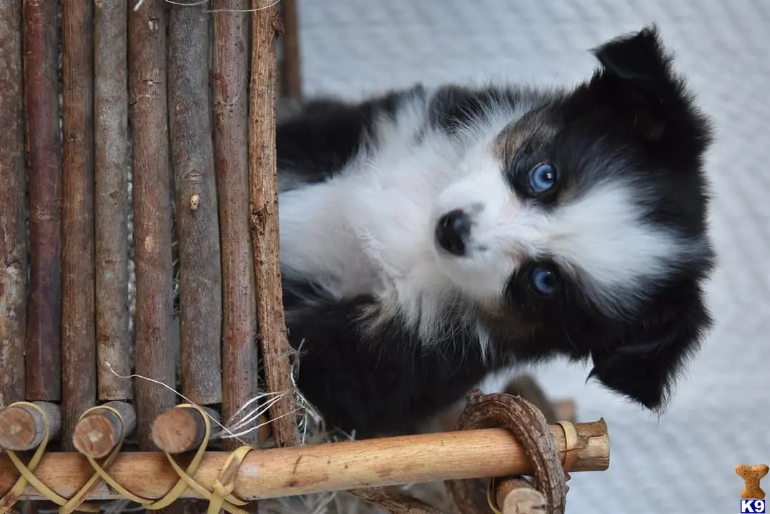 Australian Shepherd puppy for sale