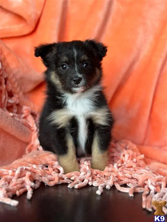 Miniature Australian Shepherd puppy for sale