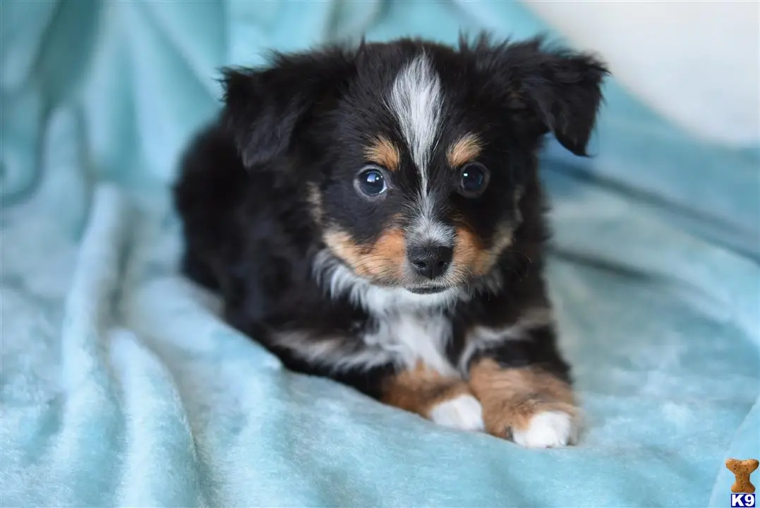 Australian Shepherd puppy for sale