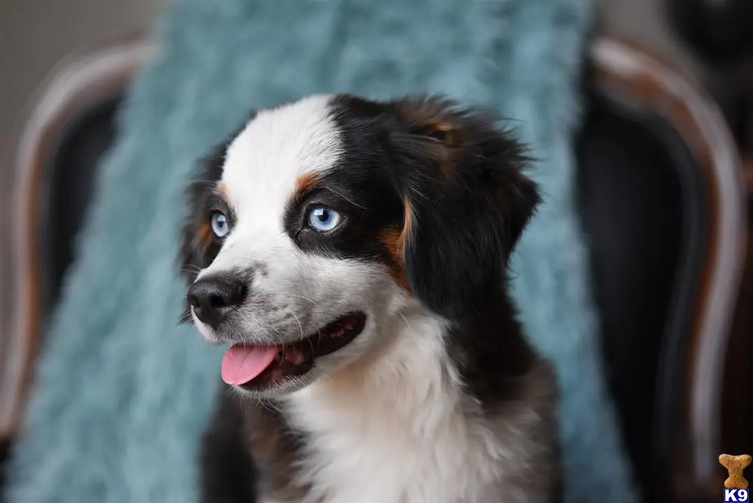 Australian Shepherd puppy for sale